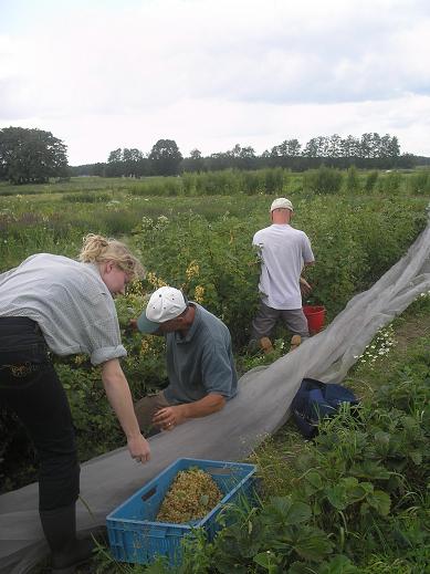 bessen plukken